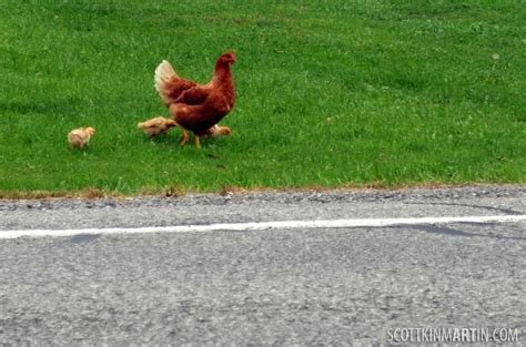 Descubre la Emoción de Jugar al Juego de Azar en Chicken Road España Online - overview Descubre la Emoción de Jugar al Juego de Azar en Chicken Road España Online - overview